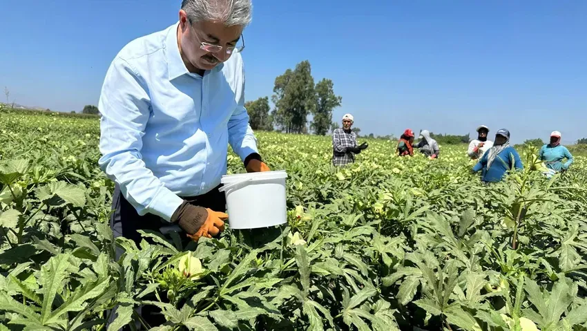 Türkiye'nin bamya üretim merkezinde hasat!