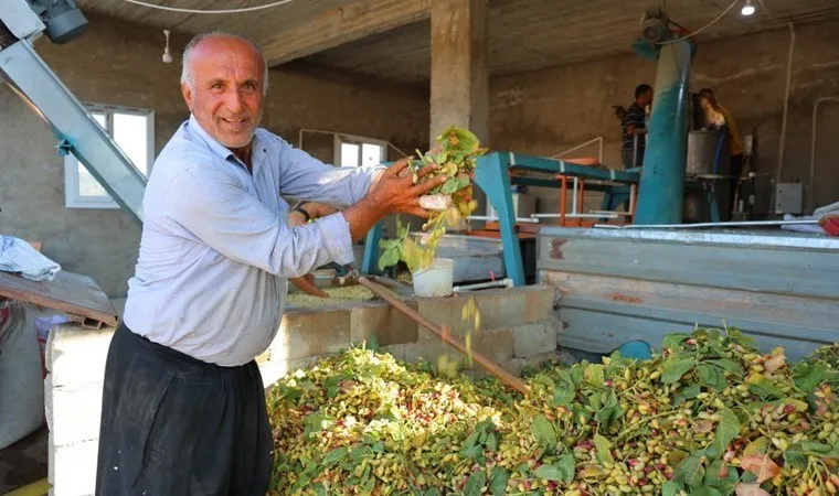 Baklavanın olmazsa olmazı! Hasadı başladı