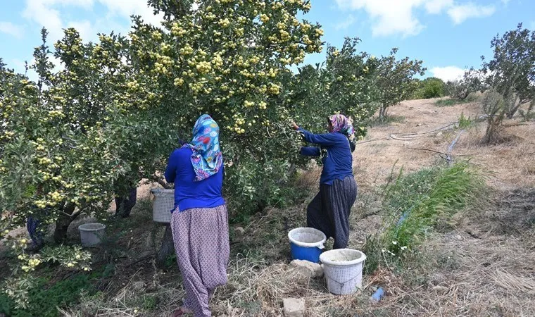 Hatay'da sezonun ilk hasadı yapıldı! 200 liradan alıcı buluyor...