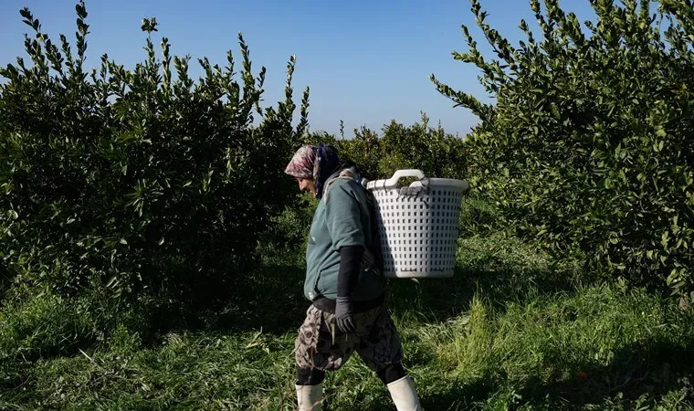 İzmir'de hasat sürüyor: Dalında satıldı! İzmir'de hasat sürüyor: Dalında satıldı!