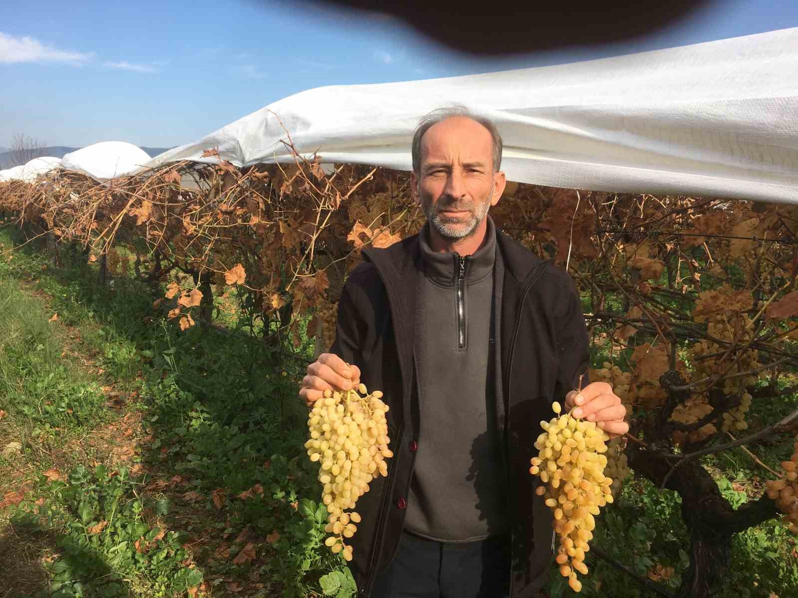 Manisa Sarıgöl’de 2024 mahsulleri tazeliğini koruyor ve hasat sürüyor