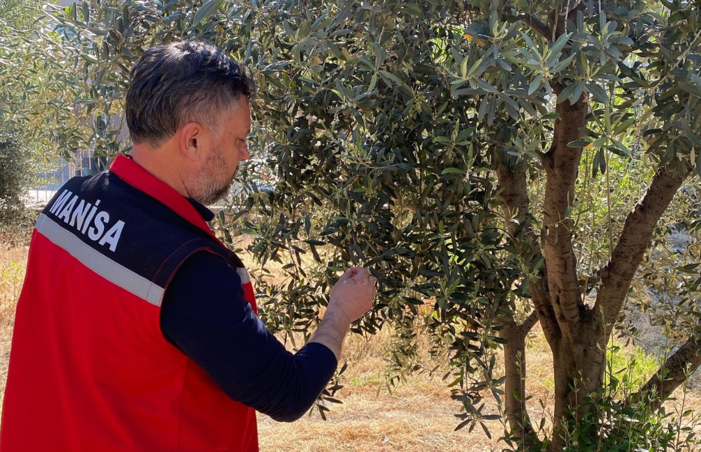 Zeytin üreticilerine ’Pamuklu bit’ uyarısı