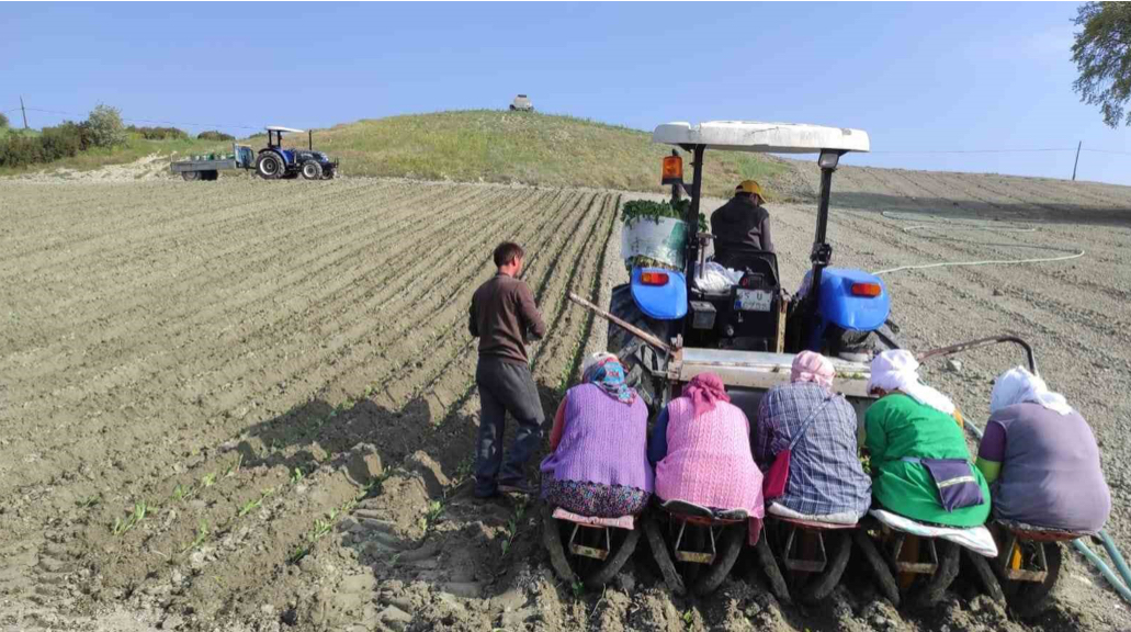 Manisalı Çiftçiler Tütün İçin Kolları Sıvadı